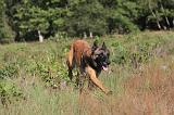 MALINOIS 046